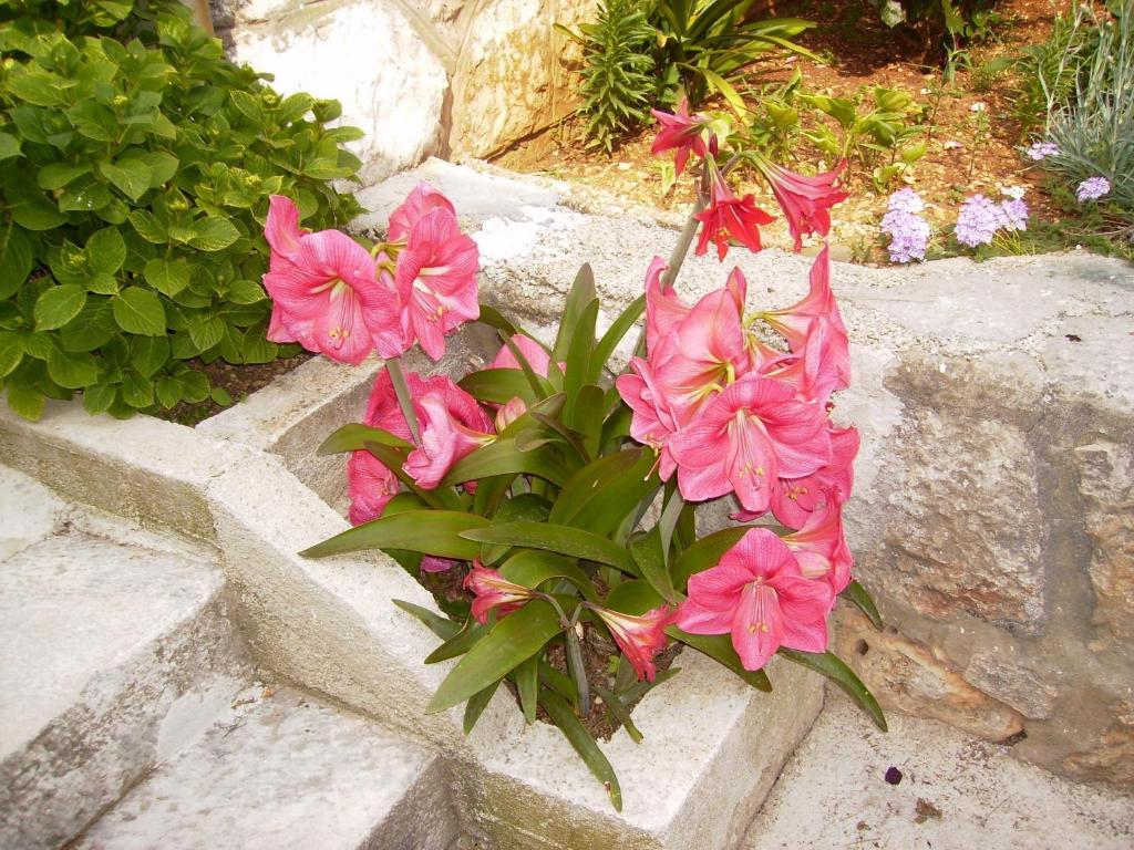 דוברובניק Apartment Flora מראה חיצוני תמונה